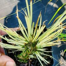 Acorus gramineus 'Bleached Blunder'