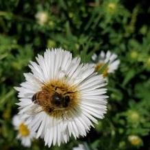 Aster novae-angliae 'white/double white'