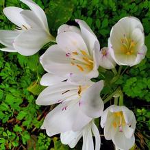 Colchicum byzantinum 'Album'