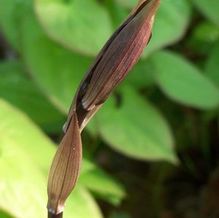 Disporum longistylum 'Night Heron'