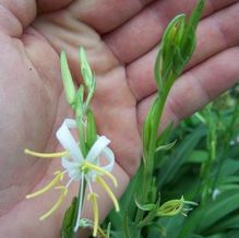 Diuranthera (syn. Chlorophytum) major