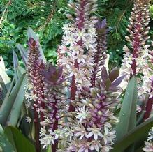 Eucomis x 'Oakhurst'