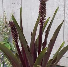 Eucomis 'Sparkling Burgundy'