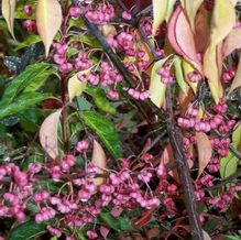 Euonymus bungeanus 'Pink Lady'