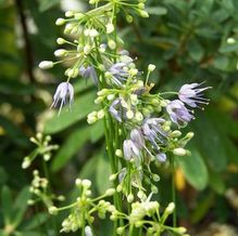 Allium cyaneum