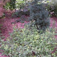 Fothergilla gardenii 'Epstein Form'