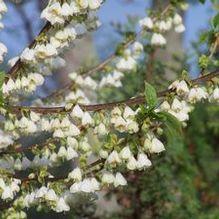 Halesia tetraptera 'UConn Wedding Bells (aka 'Wedding Bells')'