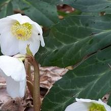 Helleborus niger 'Fossil Feather'