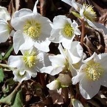 Helleborus niger 'Potter's Wheel'