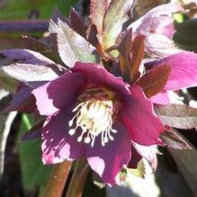 Helleborus orientalis subsp. abchasicus 'Winter's Dusk'