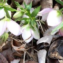 Helleborus x hybridus 'Picotee'