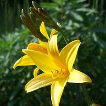 Hemerocallis dumortieri var. sieboldii