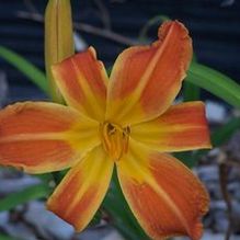 Hemerocallis 'Autumn Fires'