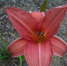 Hemerocallis 'Hurricane Eduard'