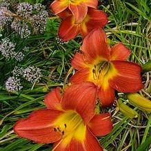 Hemerocallis 'Magenta Queen'