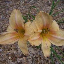 Hemerocallis 'Shocker'