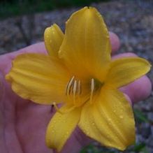 Hemerocallis multiflorus