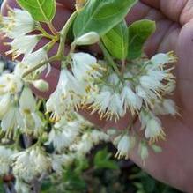 Japanese Raisin Tree