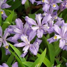 Iris cristata 'Eco Blue Bird'