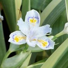 Iris japonica 'Aphrodite'