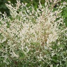 Ligustrum obtusifolium 'Stardust'