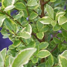 Ligustrum ovalifolium 'Lemon and Lime'