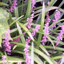 Liriope muscari 'Samantha'