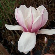 Saucer Magnolia