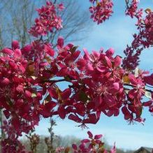 Malus 'Quackin' Mad Trixie'