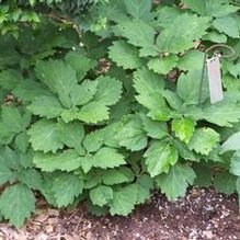 Pachysandra procumbens 'Forest Green'