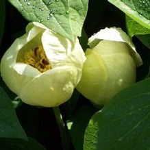 Paeonia japonica