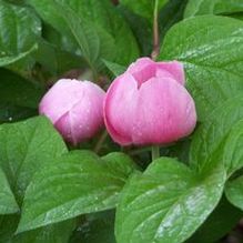 Paeonia obovata