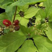 Panax quinquifolia (syn. quinquefolius)