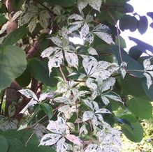 Parthenocissus quinquefolia 'Variegata'