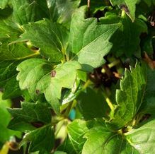 Parthenocissus tricuspidata 'Lowii'