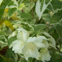 Philadelphus coronarius 'Variegatus'