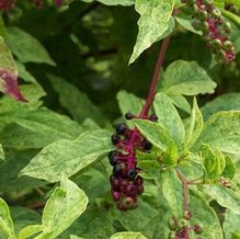Variegated Pokeweed