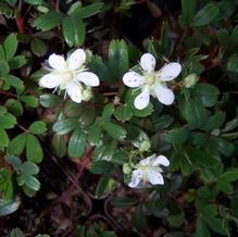 Potentilla tridentata 'Nuuq'