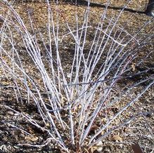 Rubus lasiostylus var. hupehensis