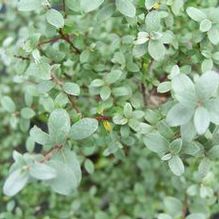 Silver Creeping Willow
