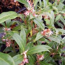 Sarcococca hookeriana var. digyna 'Purple Stem'