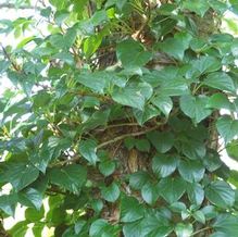 Schizophragma hydrangeoides 'Brookside Littleleaf'