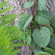 Japanese Hydrangea Vine