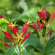 Spigelia marilandica