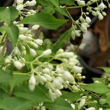 Staphylea bumalda