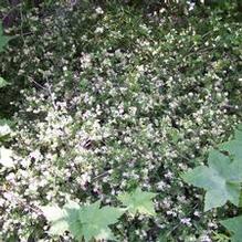 Stephanandra incisa 'Crispa'