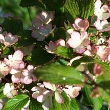 Viburnum plicatum f. tomentosum 'Molly Schroeder'