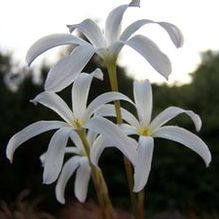 Zephyranthes sp. 'Itsy Bitsy'