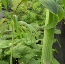 Arisaema consanguineum