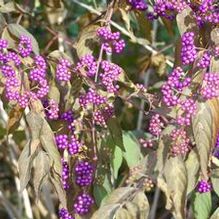 Callicarpa dichotoma